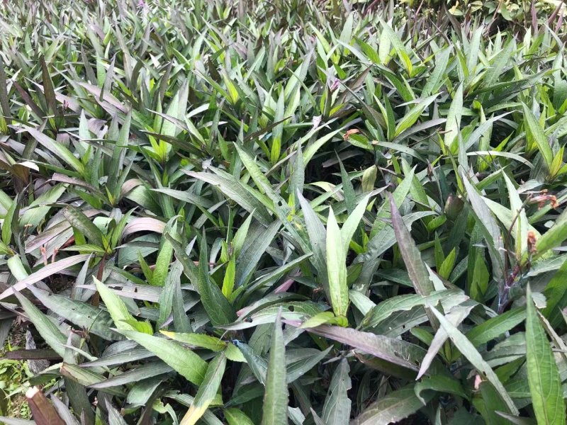 翠芦莉