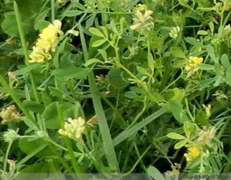 黄花苜蓿草木犀多年生牧草种子南北方柱花草营养高猪牛羊鸡鸭