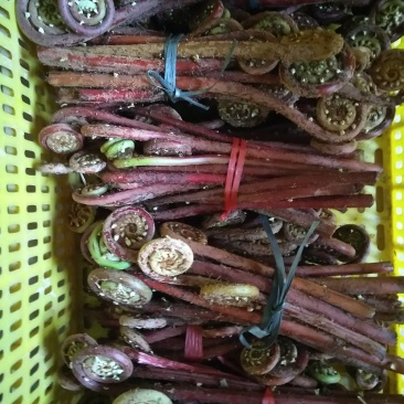 野生蕨菜，（现摘现卖）每件5斤装