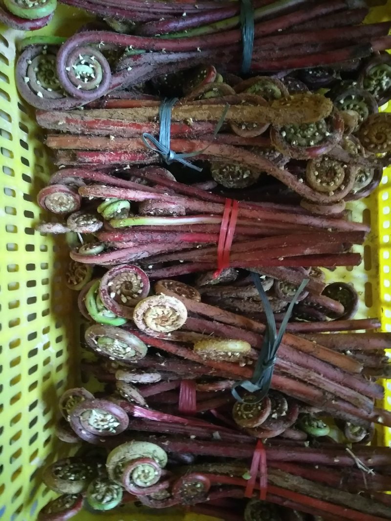 野生蕨菜，（现摘现卖）每件5斤装