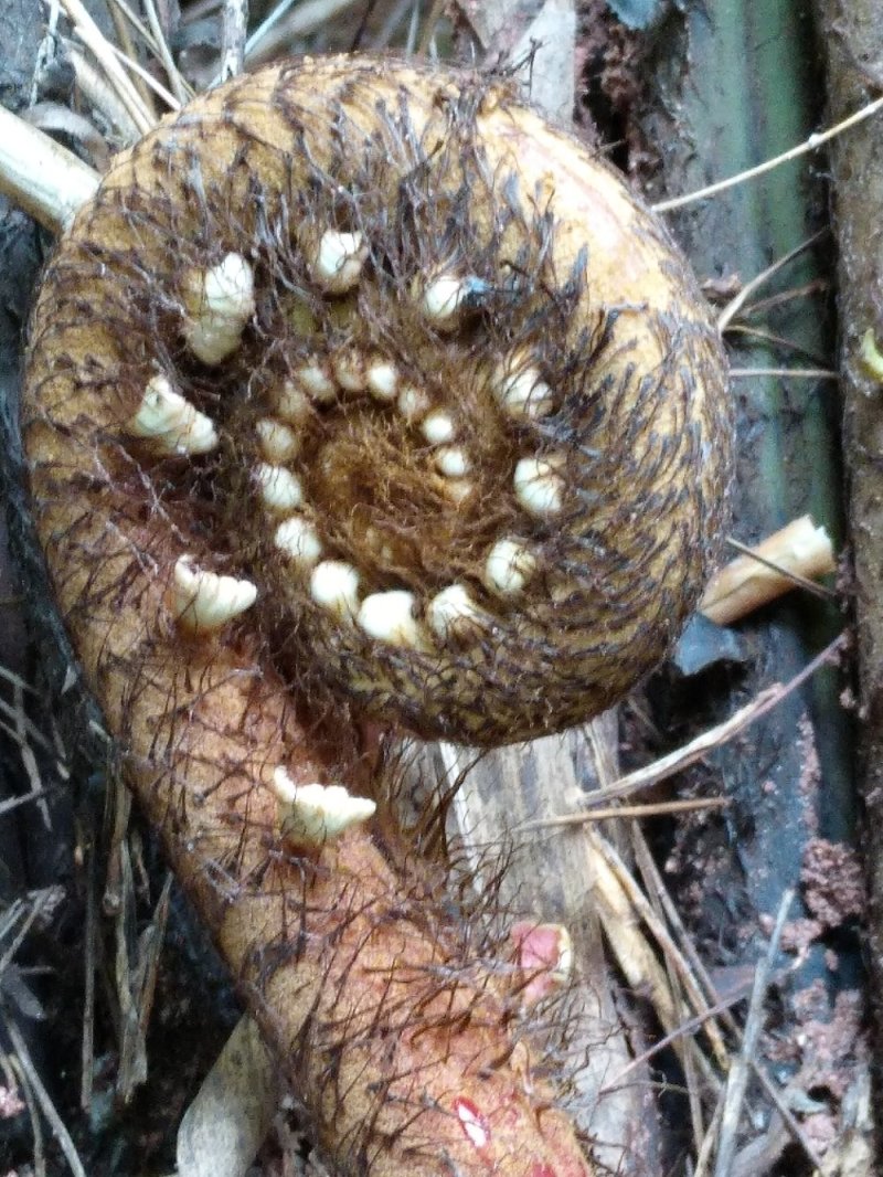 野生蕨菜，（现摘现卖）每件5斤装