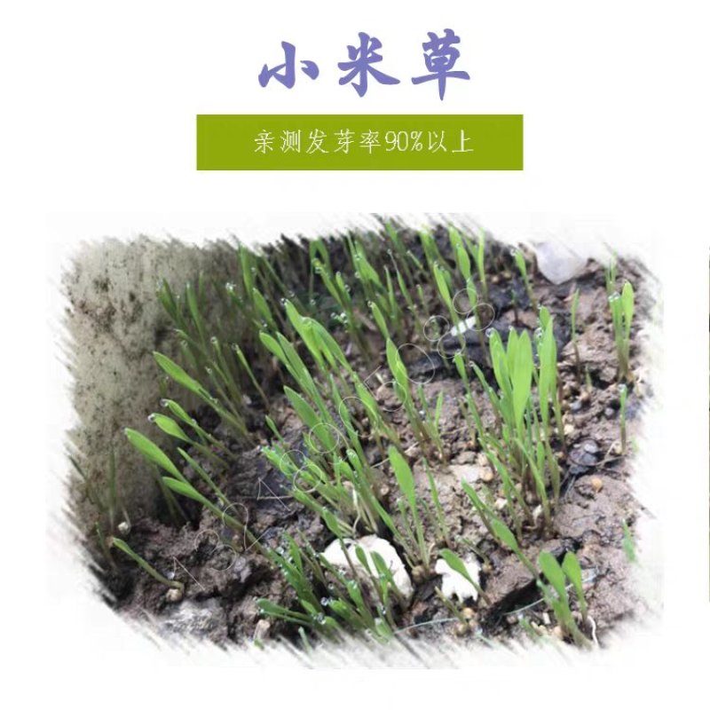 小米草种子高产水草耐水淹耐旱雀叶稗湖南稷子养殖鱼虾蟹牧草