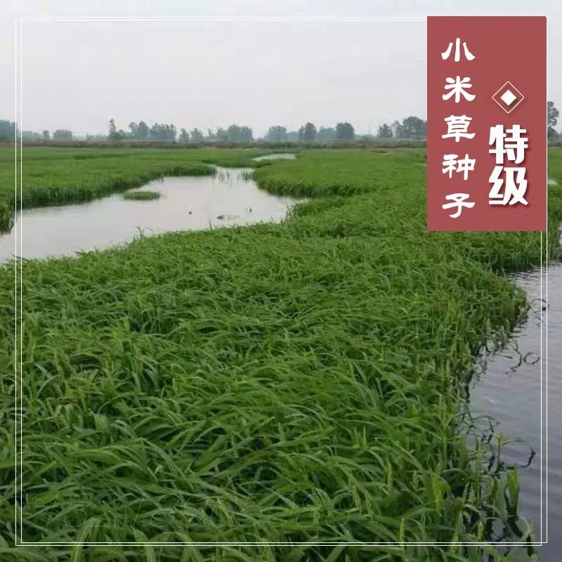 小米草种子高产水草耐水淹耐旱雀叶稗湖南稷子养殖鱼虾蟹牧草