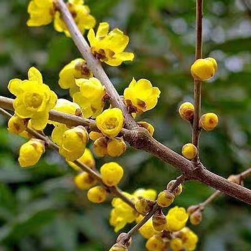 腊梅苗腊梅树苗嫁接庭院绿化种植冬季开花浓香型原生带龟腊梅