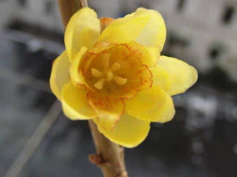 腊梅苗腊梅树苗嫁接庭院绿化种植冬季开花浓香型原生带龟腊梅
