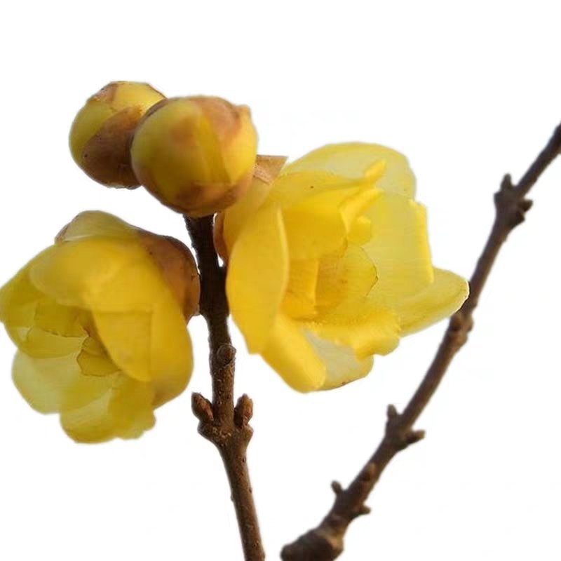 腊梅苗腊梅树苗嫁接庭院绿化种植冬季开花浓香型原生带龟腊梅