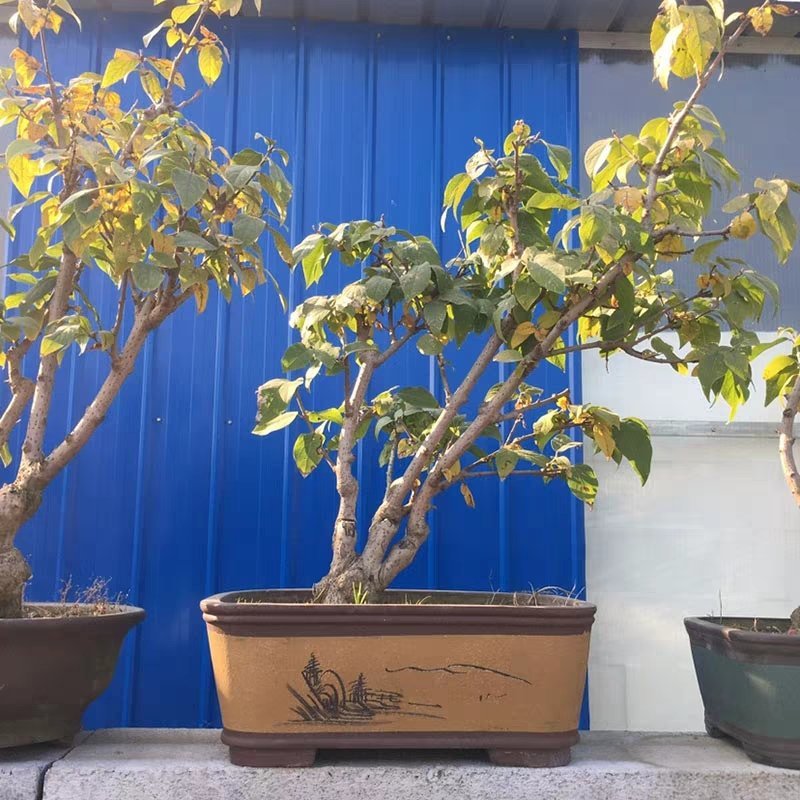 腊梅苗腊梅树苗嫁接庭院绿化种植冬季开花浓香型原生带龟腊梅