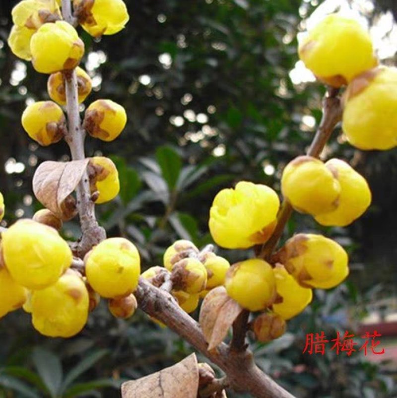 腊梅苗腊梅树苗嫁接庭院绿化种植冬季开花浓香型原生带龟腊梅