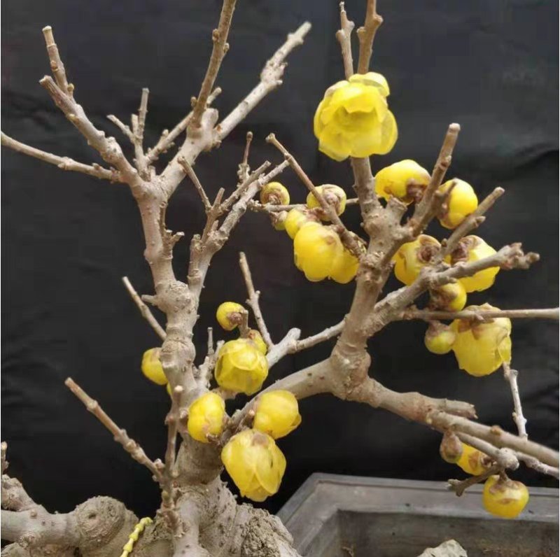 腊梅苗腊梅树苗嫁接庭院绿化种植冬季开花浓香型原生带龟腊梅