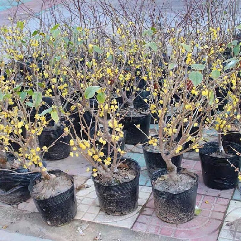 腊梅苗腊梅树苗嫁接庭院绿化种植冬季开花浓香型原生带龟腊梅