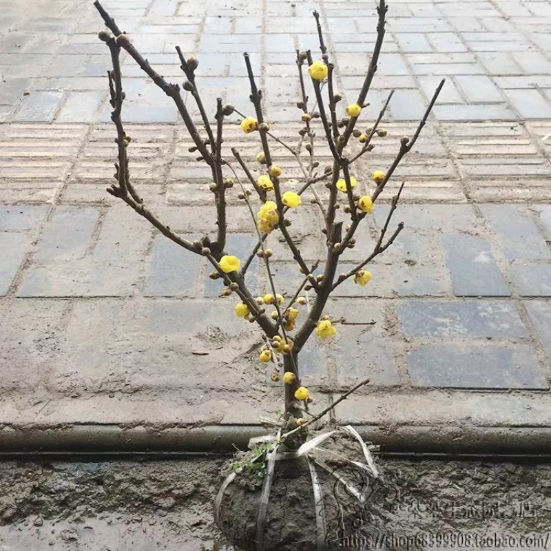 腊梅苗腊梅树苗嫁接庭院绿化种植冬季开花浓香型原生带龟腊梅