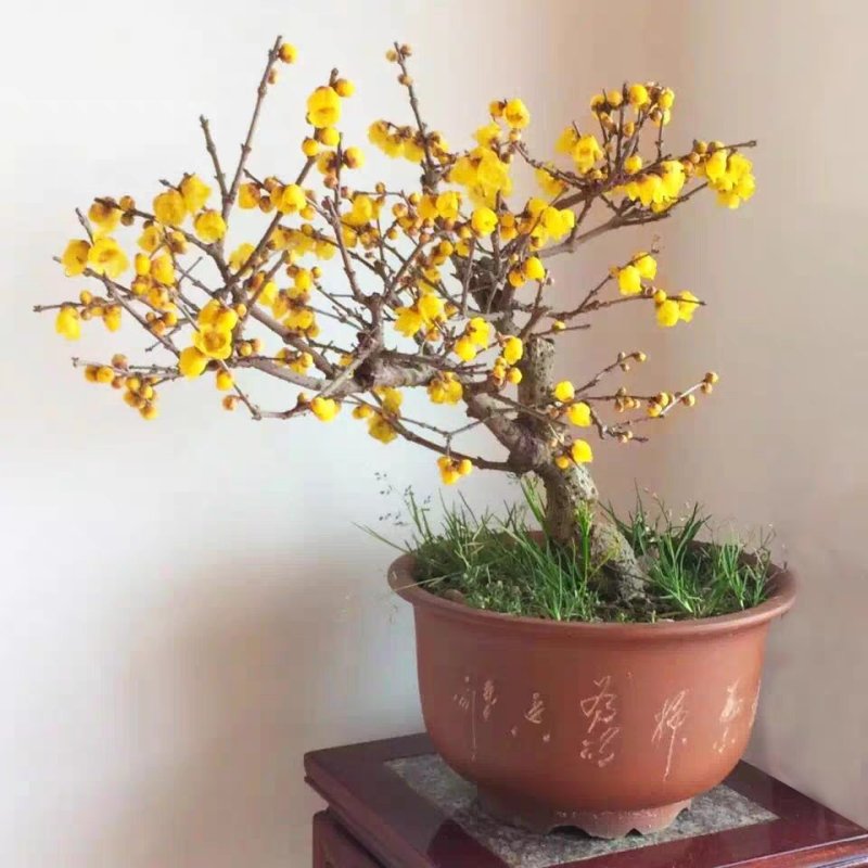 腊梅苗腊梅树苗嫁接庭院绿化种植冬季开花浓香型原生带龟腊梅
