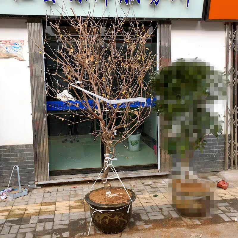 腊梅腊梅树苗嫁接庭院绿化种植冬季开花浓香型原生带龟腊梅
