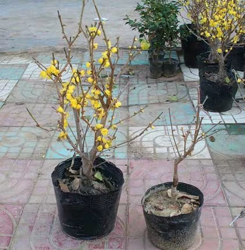 腊梅腊梅树苗嫁接庭院绿化种植冬季开花浓香型原生带龟腊梅