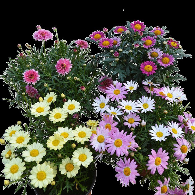 茼蒿菊种子玛格丽特系列品种花卉盆景室内阳台盆栽植四季