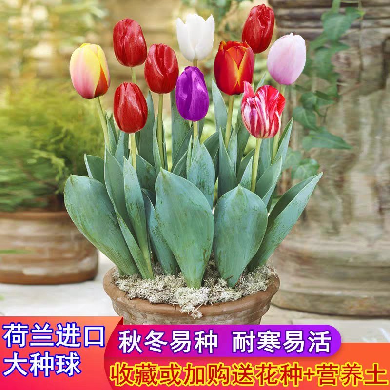 郁金香种球室内外花苗水土培花种子耐寒花卉带芽郁金香盆栽大