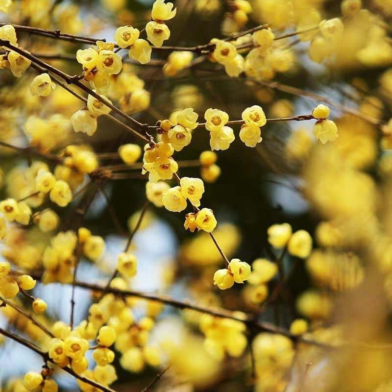 腊梅腊梅树苗嫁接庭院绿化种植冬季开花浓香型原生带龟腊梅