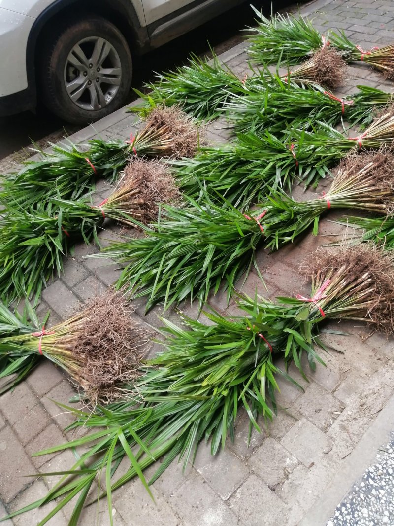 棕包棕包树棕树苗棕苞树苗棕包常年大量供货