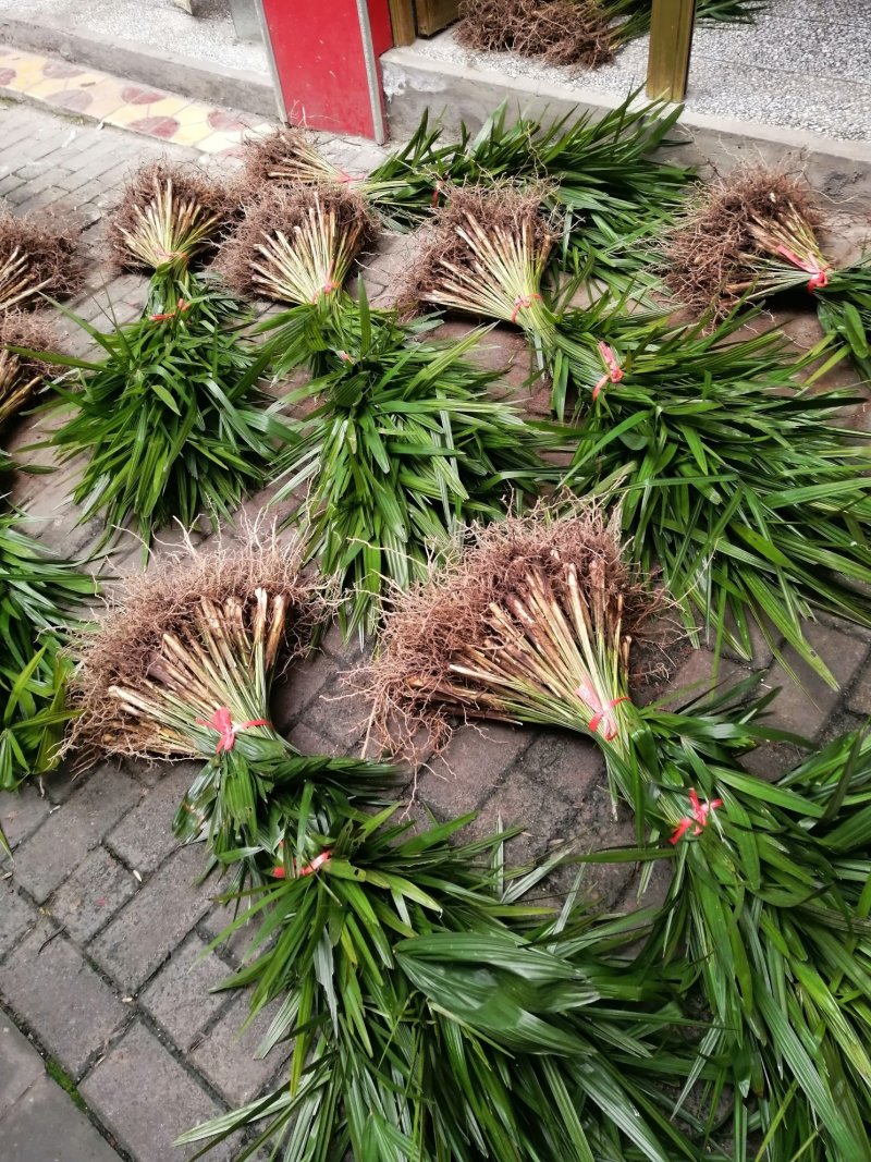 棕包棕包树棕树苗棕苞树苗棕包常年大量供货
