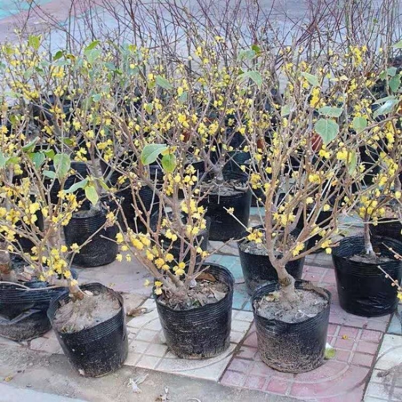 腊梅苗腊梅树苗嫁接庭院绿化种植冬季开花浓香型原生带龟