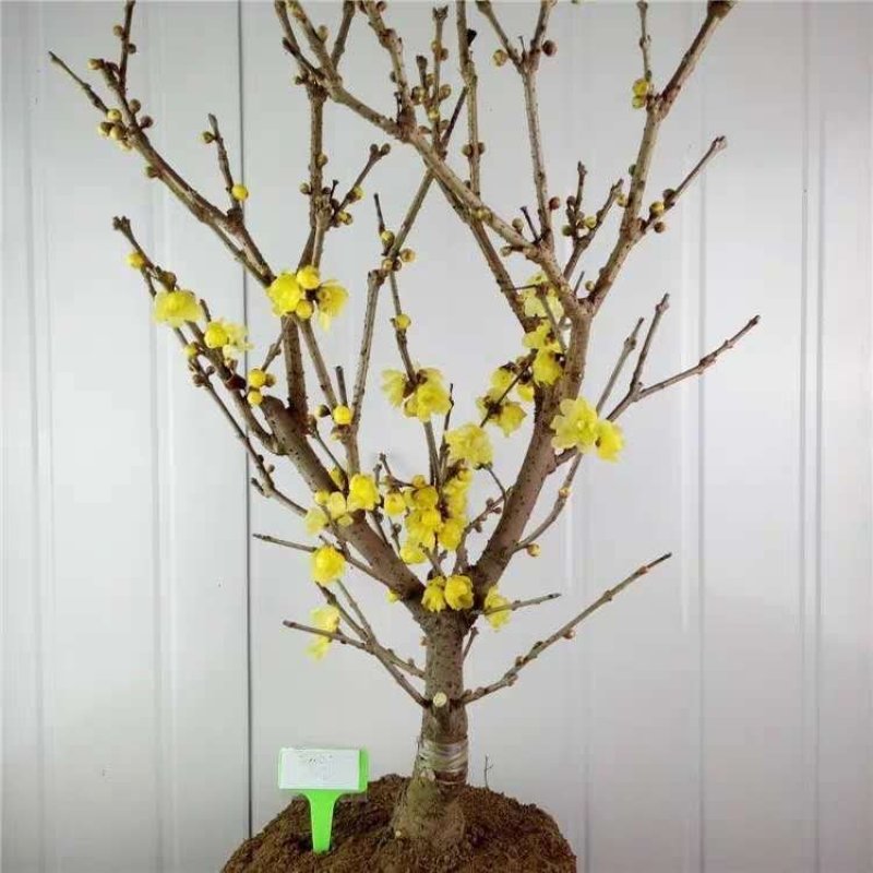 腊梅苗腊梅树苗嫁接庭院绿化种植冬季开花浓香型原生带龟