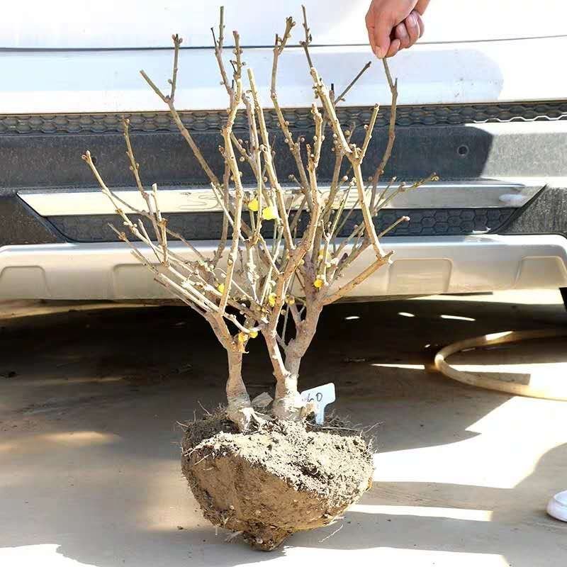 腊梅苗腊梅树苗嫁接庭院绿化种植冬季开花浓香型原生带龟