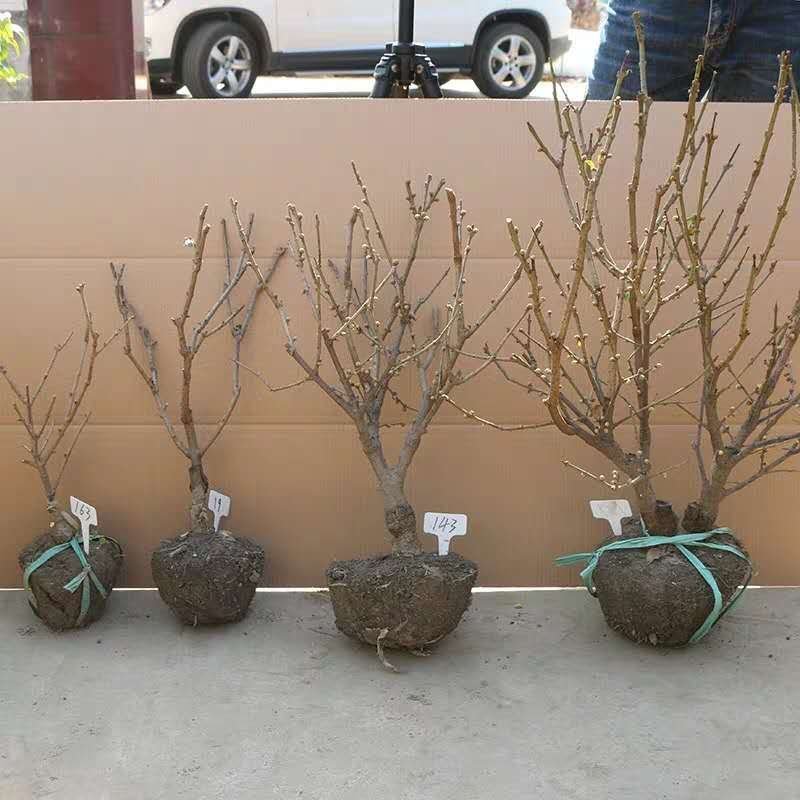 腊梅苗腊梅树苗嫁接庭院绿化种植冬季开花浓香型原生带龟