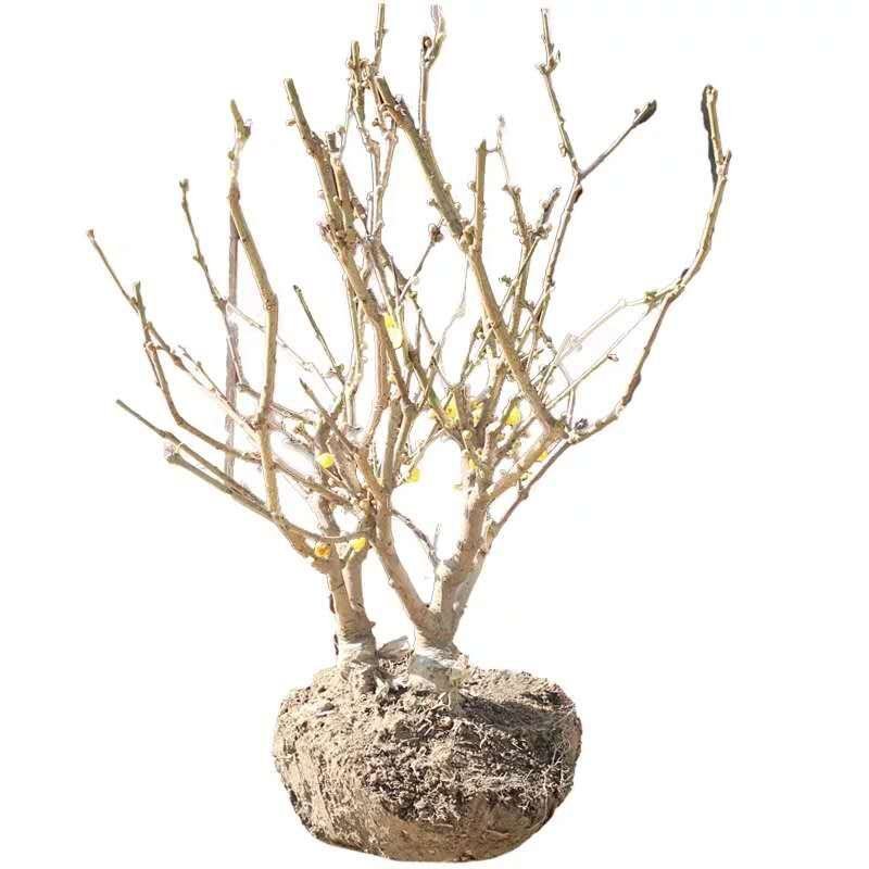 腊梅苗腊梅树苗嫁接庭院绿化种植冬季开花浓香型原生带龟