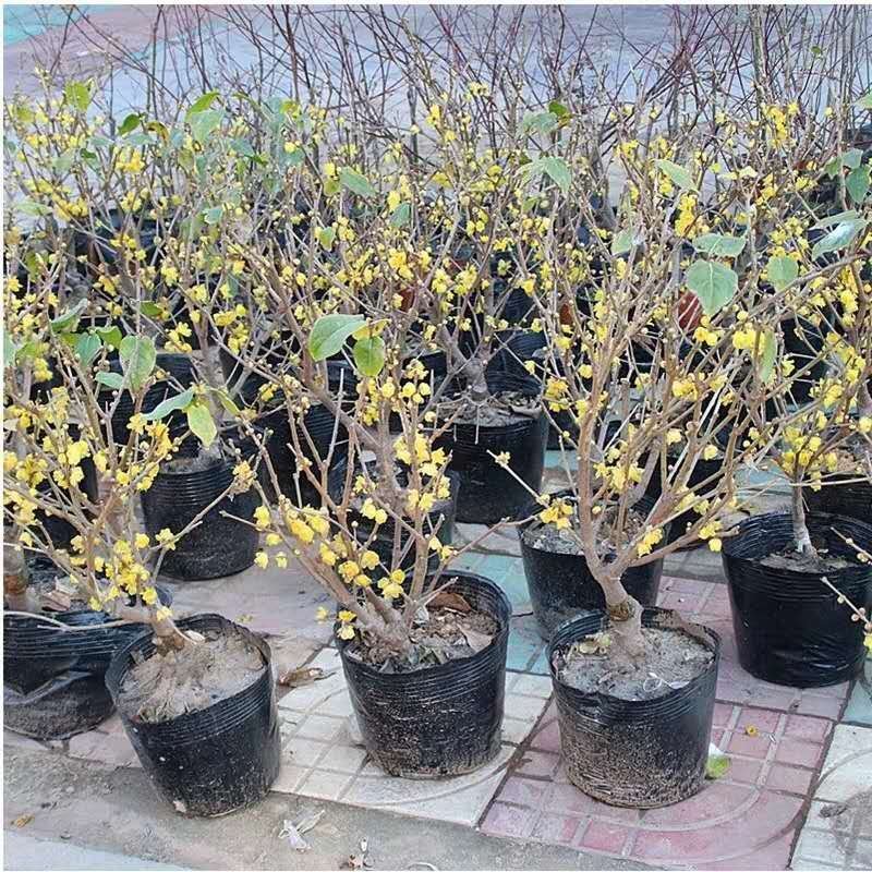腊梅苗腊梅树苗嫁接庭院绿化种植冬季开花浓香型原生带龟