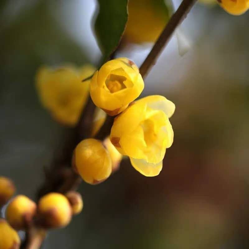 腊梅苗腊梅树苗嫁接庭院绿化种植冬季开花浓香型原生带龟