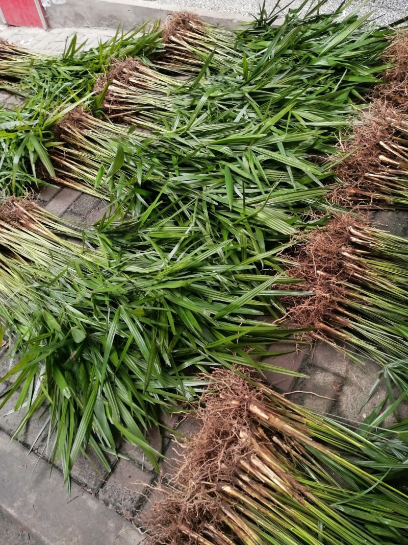 棕树苗食用棕苞树苗棕包树苗基地大量供货