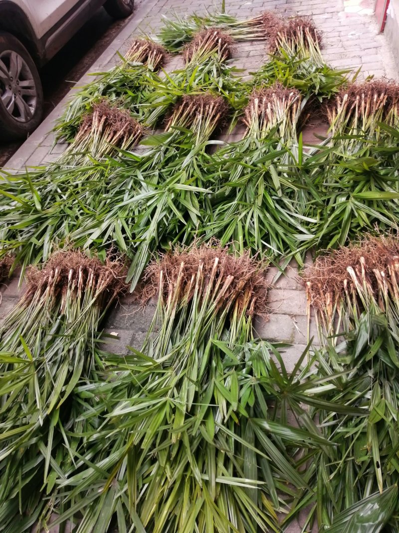 棕树苗食用棕苞树苗棕包树苗基地大量供货