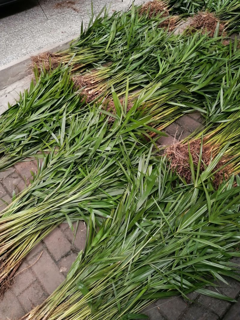 棕树苗食用棕苞树苗棕包树苗基地大量供货