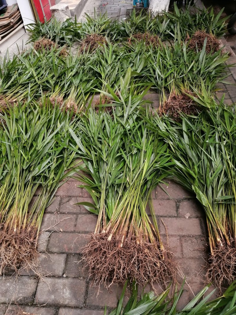 棕树苗食用棕苞树苗棕包树苗基地大量供货