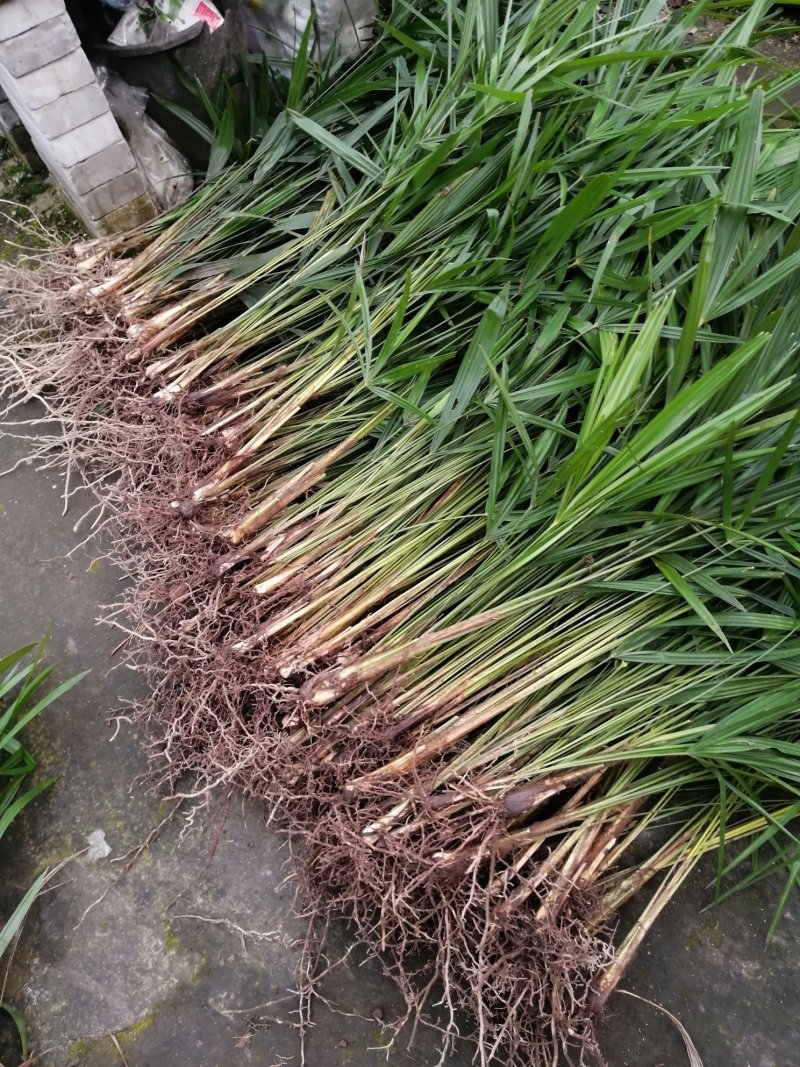 棕苞树苗棕包棕树苗棕包树大量有货