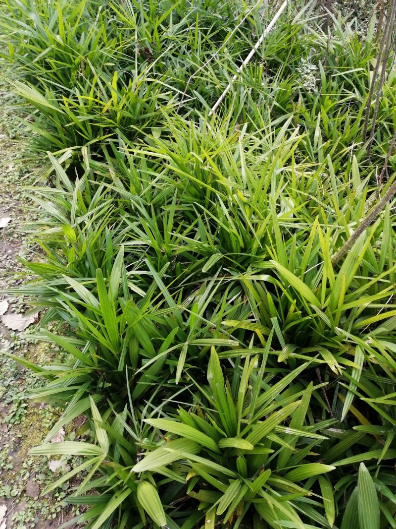 棕苞树苗棕包棕树苗棕包树大量有货