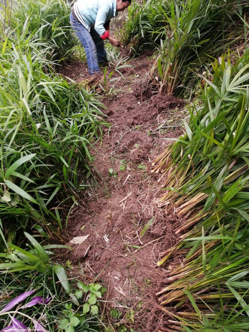 棕苞树苗棕包棕树苗棕包树大量有货