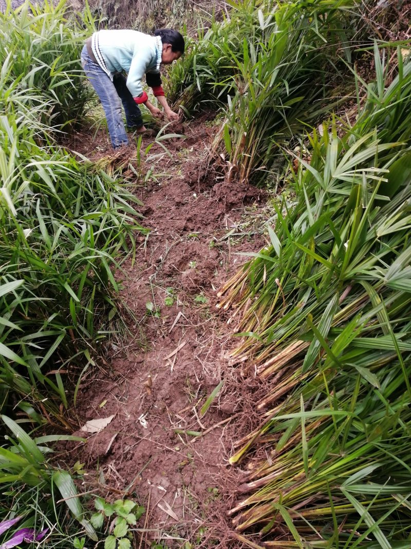 棕苞树苗棕包棕树苗棕包树大量有货