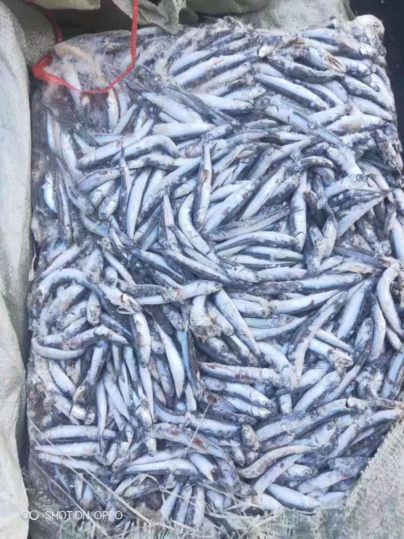 饲料鱼，鳀鱼