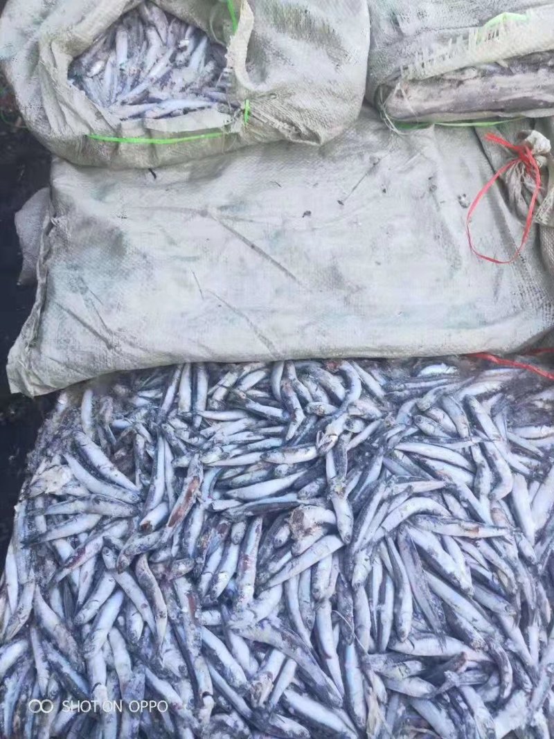 饲料鱼，鳀鱼