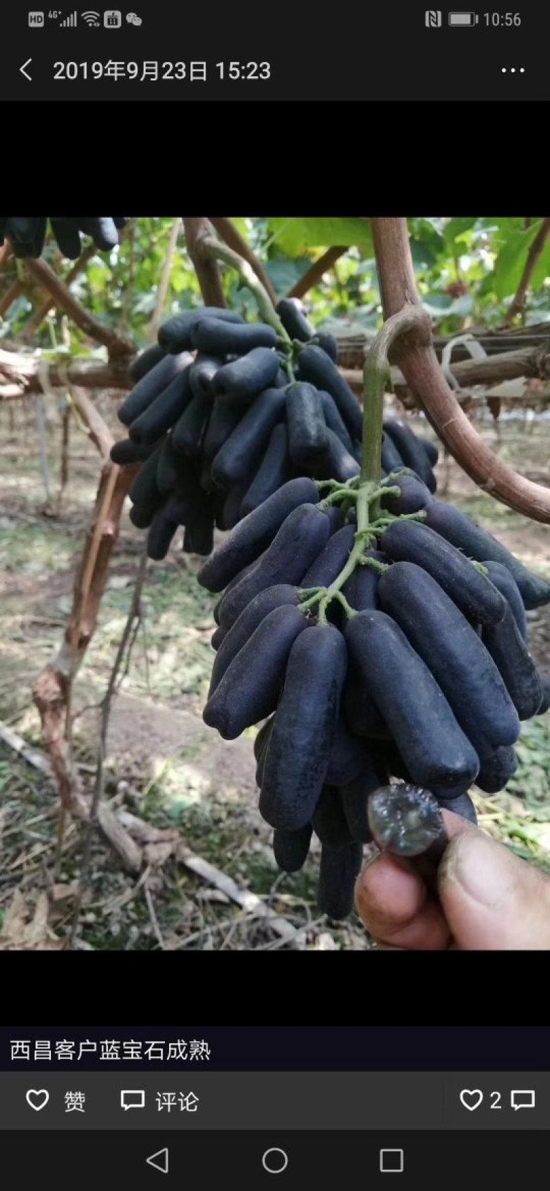 甜蜜蓝宝石葡萄苗可当年结果，包成活，全程种植技术指导