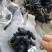 甜蜜蓝宝石葡萄苗可当年结果，包成活，全程种植技术指导
