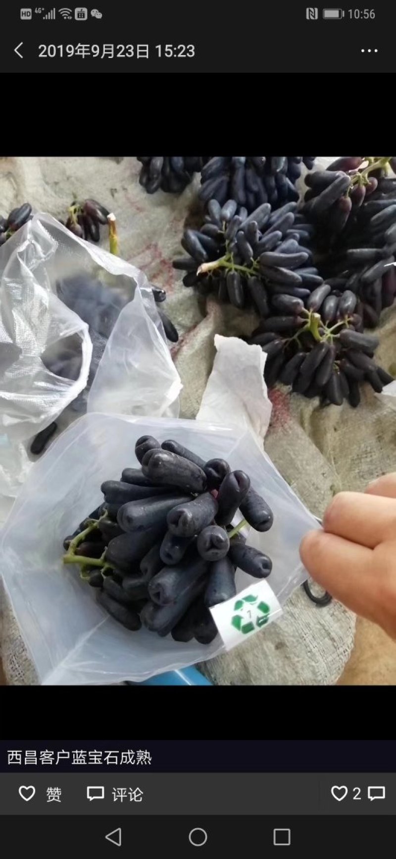 甜蜜蓝宝石葡萄苗可当年结果，包成活，全程种植技术指导