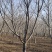 鄢陵基地高杆早樱杆高1.8-2米精品树形全国发货