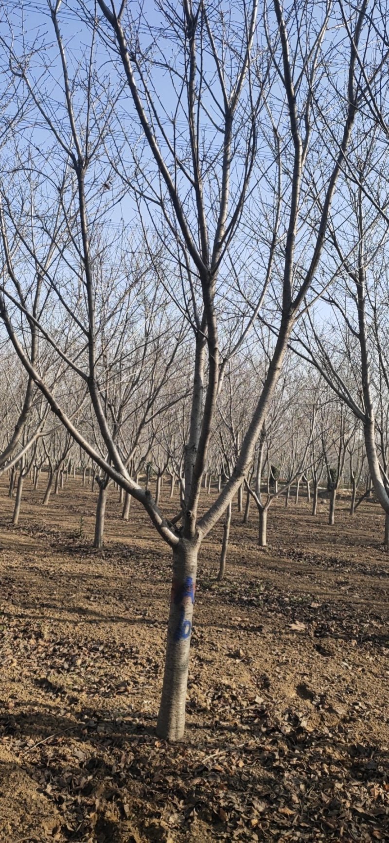 鄢陵基地高杆早樱杆高1.8-2米精品树形全国发货