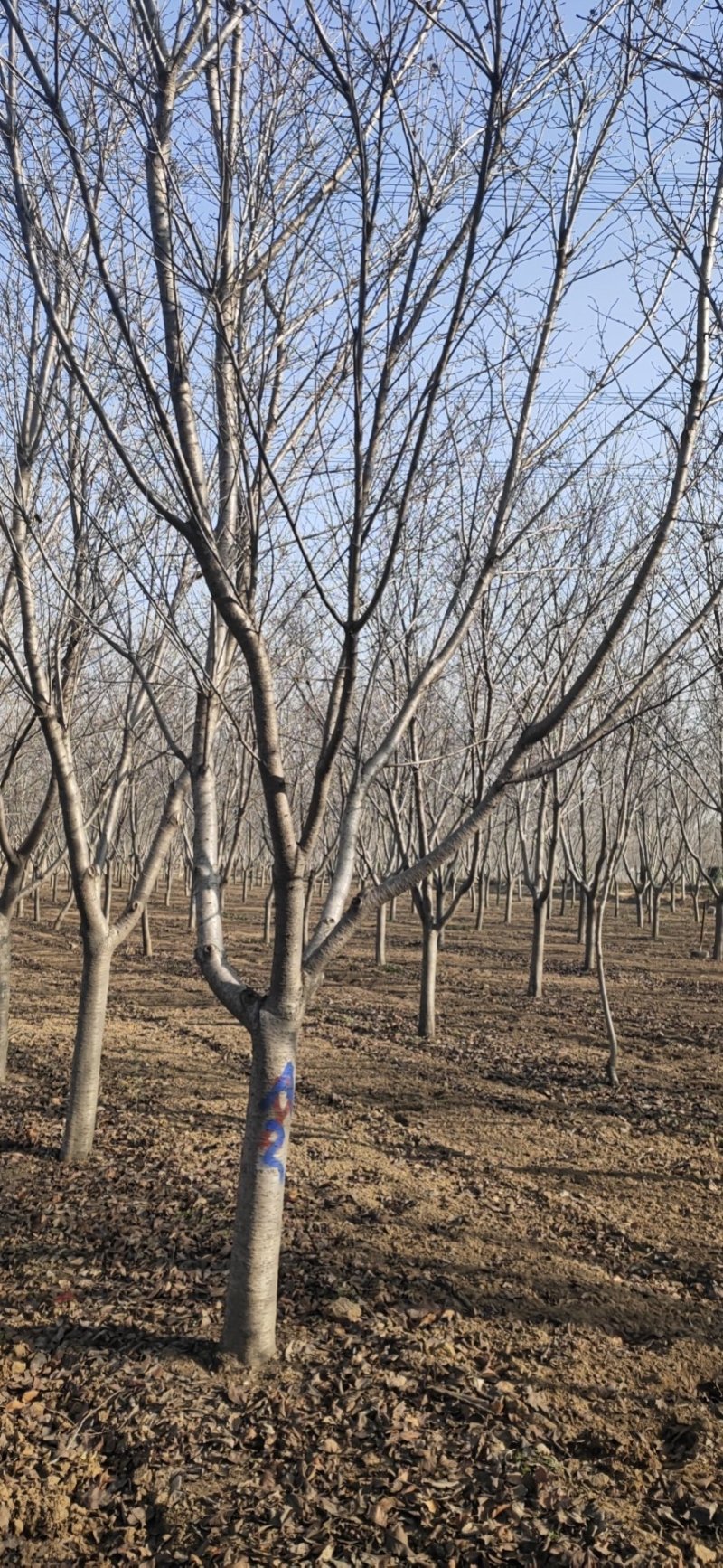 鄢陵基地高杆早樱杆高1.8-2米精品树形全国发货