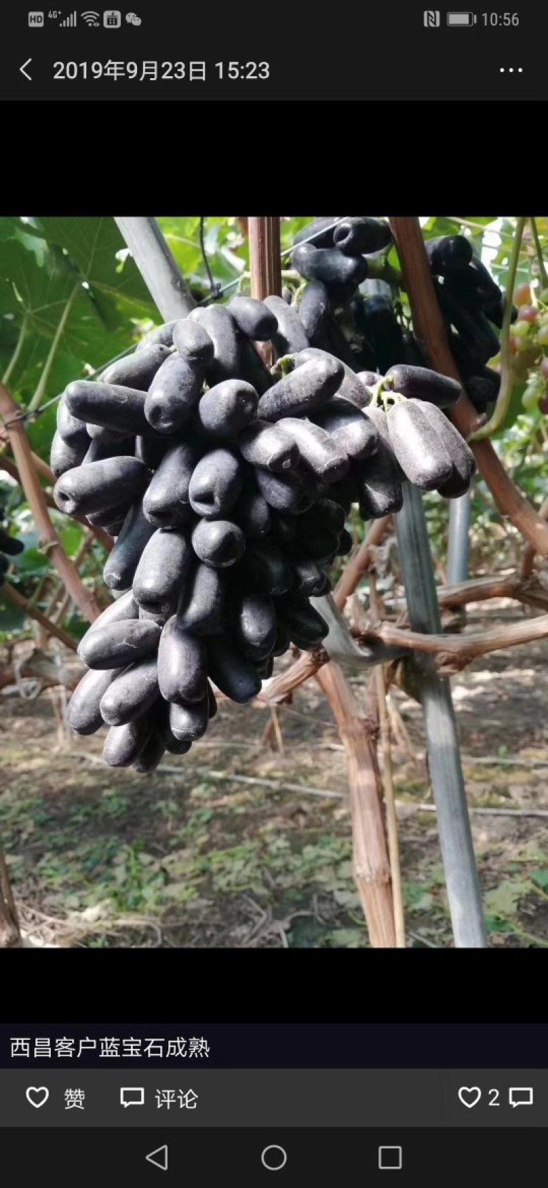 潜江甜蜜蓝宝石葡萄(精品果)