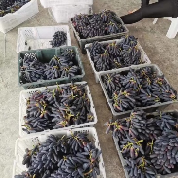 潜江甜蜜蓝宝石葡萄(精品果)