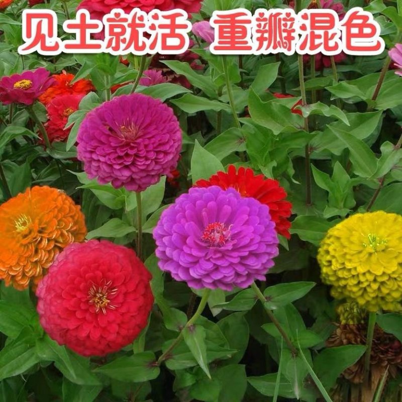 百日草花种子庭院种子四季易种室外阳台花籽子