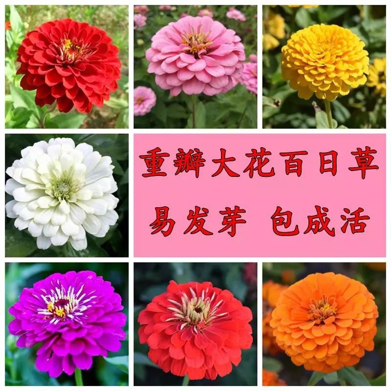百日草花种子庭院种子四季易种室外阳台花籽子